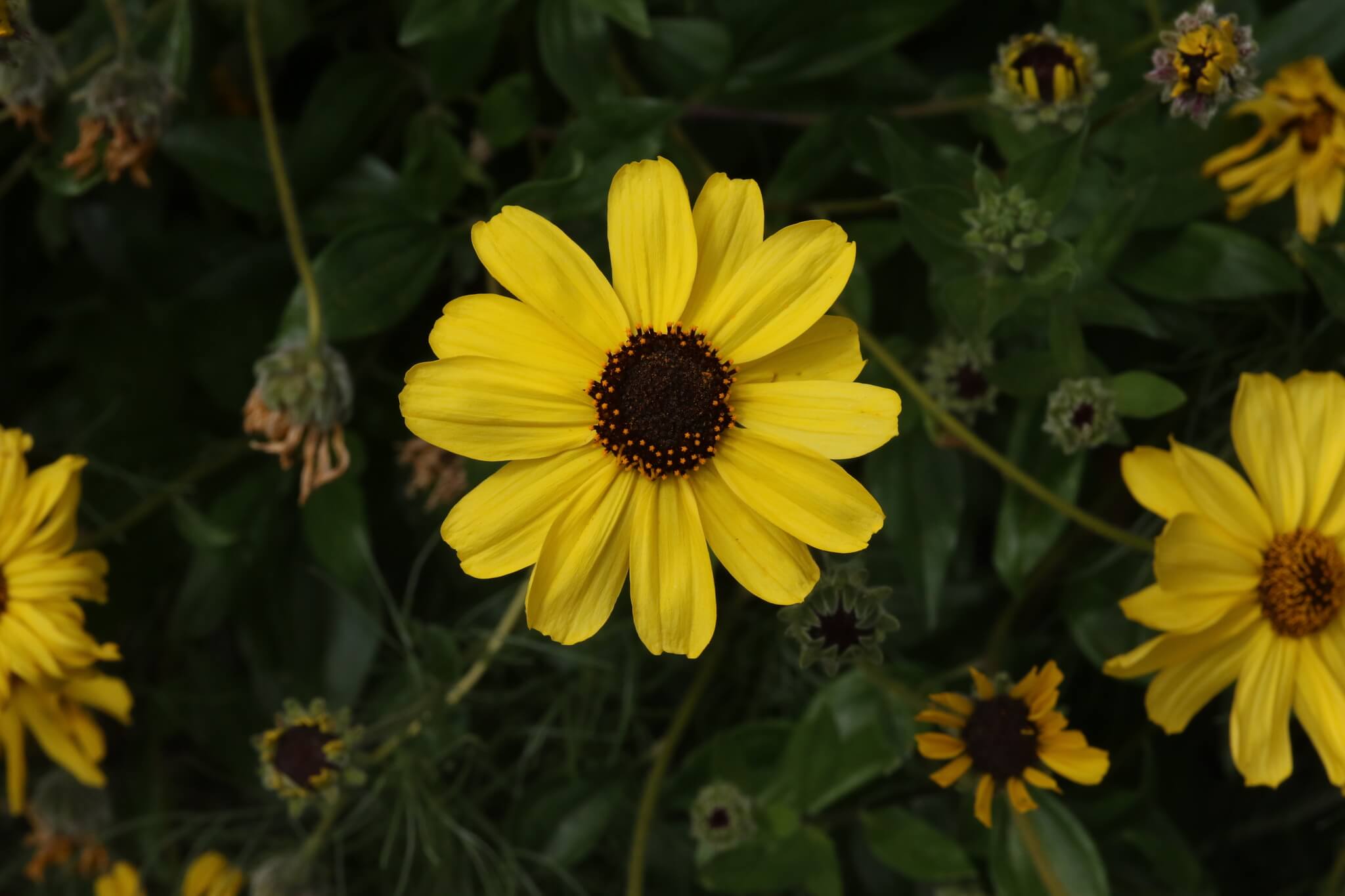Encelia californica